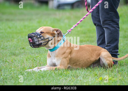 Maulkorb American Pit Bull Terrier Stockfoto