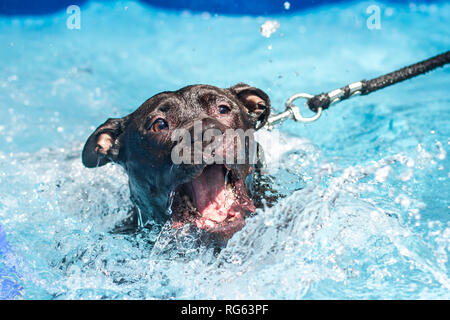 Black American Pit Bull Terrier Spaß im Schwimmbad Stockfoto