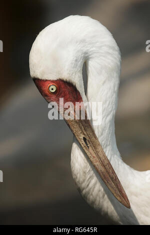 Sibirischen Kranich (Grus leucogeranus), auch als Snow crane bekannt. Stockfoto