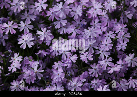 Kriechenden Phlox (Phlox subulata), auch bekannt als das Moos Phlox. Stockfoto