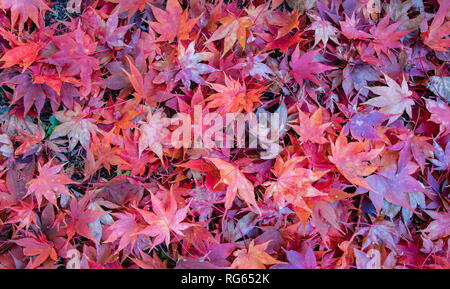 Ein Haufen von leuchtendem Rot japanische Ahornblätter scattere auf dem Boden im Herbst. Stockfoto