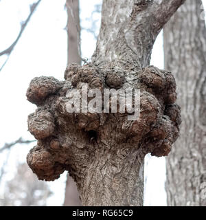 Ein gnarl oder Knoten in Holz sieht aus wie Knötchen. Parasitäre Phänomen und Krankheit der Stämme und Wurzeln der Bäume im Wald Stockfoto