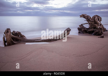 Treibholz auf Wailua Beach, Kauai, Hawaii, in weichen Morgenlicht mit glatten, seidigen Wasser und Wellen. Stockfoto