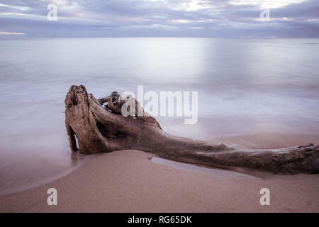 Treibholz auf Wailua Beach, Kauai, Hawaii, in weichen Morgenlicht mit glatten, seidigen Wasser und Wellen. Stockfoto