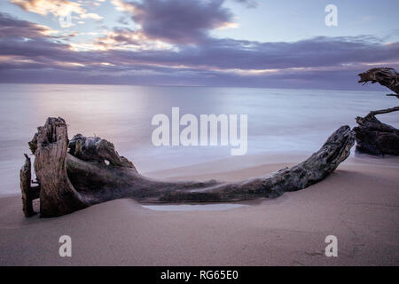 Treibholz auf Wailua Beach, Kauai, Hawaii, in weichen Morgenlicht mit glatten, seidigen Wasser und Wellen. Stockfoto