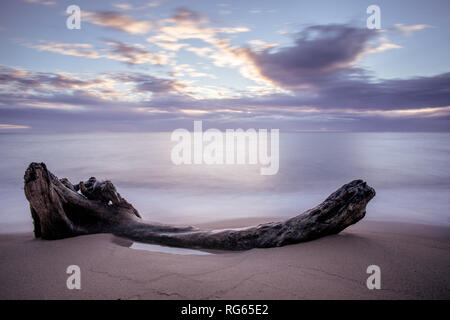Treibholz auf Wailua Beach, Kauai, Hawaii, in weichen Morgenlicht mit glatten, seidigen Wasser und Wellen. Stockfoto
