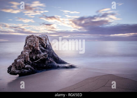 Treibholz auf Wailua Beach, Kauai, Hawaii, in weichen Morgenlicht mit glatten, seidigen Wasser und Wellen. Stockfoto