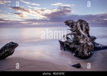 Treibholz auf Wailua Beach, Kauai, Hawaii, in weichen Morgenlicht mit glatten, seidigen Wasser und Wellen. Stockfoto