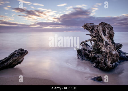 Treibholz auf Wailua Beach, Kauai, Hawaii, in weichen Morgenlicht mit glatten, seidigen Wasser und Wellen. Stockfoto