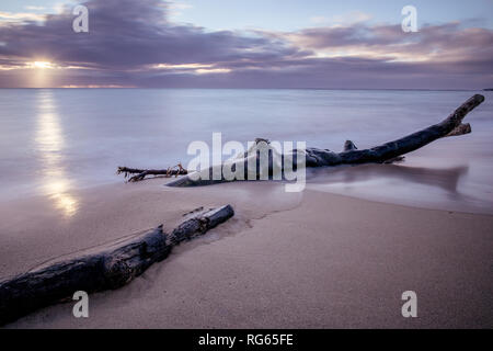 Treibholz auf Wailua Beach, Kauai, Hawaii, in weichen Morgenlicht mit glatten, seidigen Wasser und Wellen. Stockfoto
