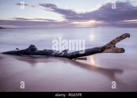 Treibholz auf Wailua Beach, Kauai, Hawaii, in weichen Morgenlicht mit glatten, seidigen Wasser und Wellen. Stockfoto
