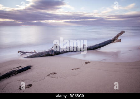 Treibholz auf Wailua Beach, Kauai, Hawaii, in weichen Morgenlicht mit glatten, seidigen Wasser und Wellen. Stockfoto