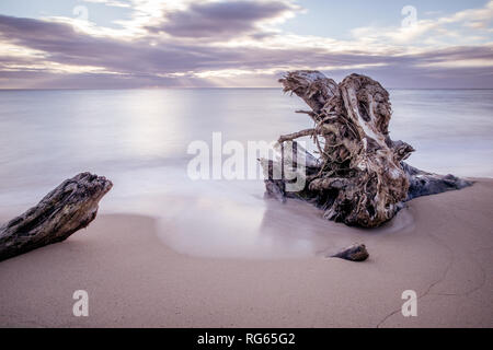 Treibholz auf Wailua Beach, Kauai, Hawaii, in weichen Morgenlicht mit glatten, seidigen Wasser und Wellen. Stockfoto