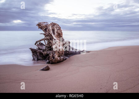 Treibholz auf Wailua Beach, Kauai, Hawaii, in weichen Morgenlicht mit glatten, seidigen Wasser und Wellen. Stockfoto