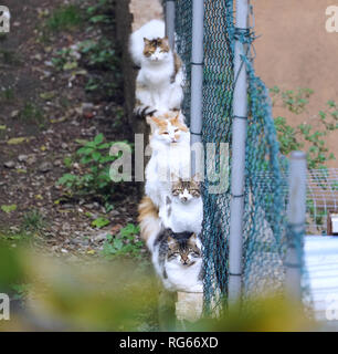 Katzen sitzen in der Reihe im Garten und posieren mit bunten Augen Stockfoto