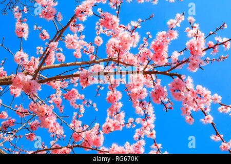 Die Blüten und blütenstände von schönen und zarten Blüten von Sakura oder Kirschbaum Blüte und blühen im Frühling blühenden gegen ein helles Blau Stockfoto