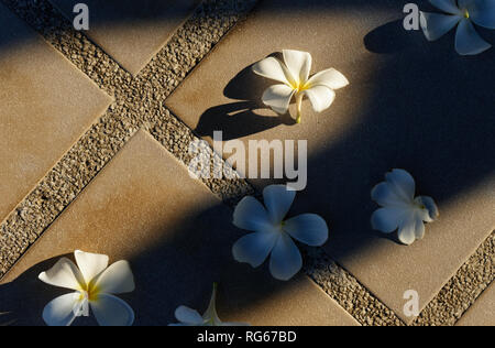 Gefallenen weiß plumeria Blumen auf Fliesen Stockfoto