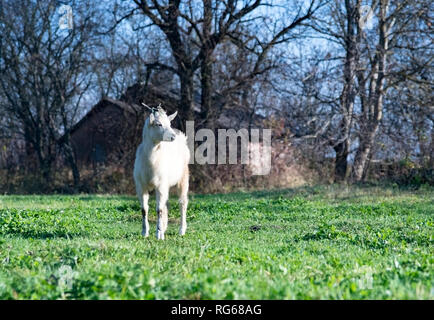 Ziege stehend auf Hintergrund von einem Haus im Dorf im grünen Gras Stockfoto