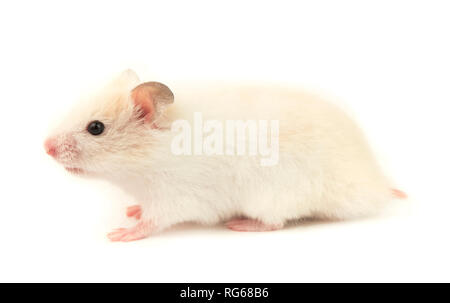 Kleine inländische Hamster auf weißem Hintergrund Stockfoto