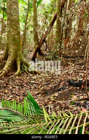 Brandschaden in einem Regenwald, der Poolbereich laufen wollen, Eungella National Park, Queensland, Australien Stockfoto