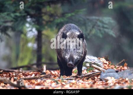 Wildschweine im Herbst | Verwendung weltweit Stockfoto