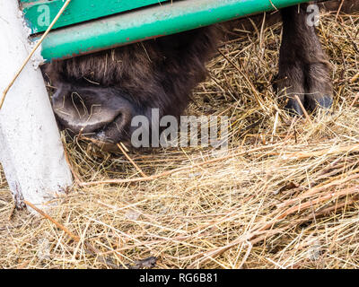 Wisent (Bison bonasus) seine Nase und Klauen und unter dem Zaun, Russland Stockfoto