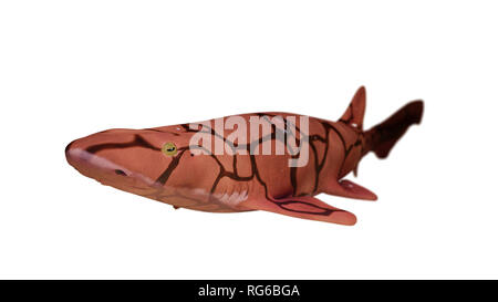 Kette catshark (Scyliorhinus retifer) kleine Haie im Atlantik auf weißem Hintergrund Stockfoto