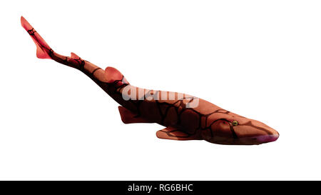 Kette catshark (Scyliorhinus retifer) kleine Haie im Atlantik auf weißem Hintergrund Stockfoto