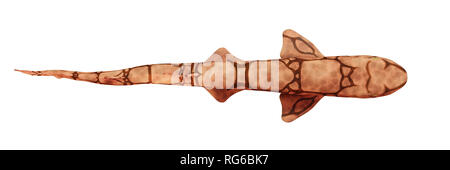 Kette catshark (Scyliorhinus retifer) kleine Haie im Atlantik auf weißem Hintergrund, Ansicht von oben Stockfoto