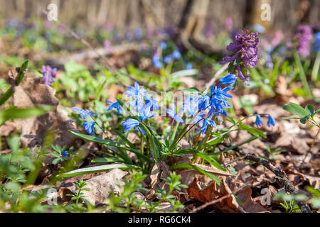 Nahaufnahme von scilla siberica als sibirische blausterne oder Holz blausterne blühen im Frühjahr Wald bekannt. Kleine blaue Blumen blühen in Wald am Frühling tim Stockfoto