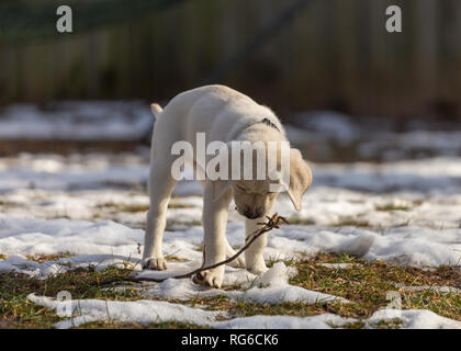 9-Wochen alten gelben lab Welpe freudig spielt mit einem Stock, die er fand inmitten der Schneeflecken im Gras. Stockfoto
