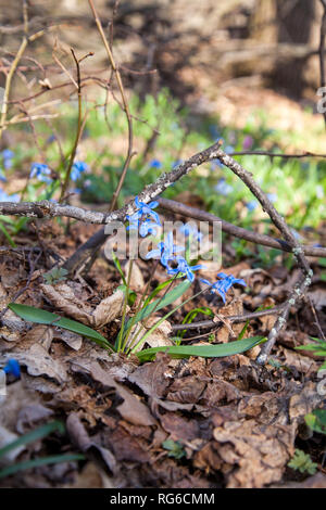 Nahaufnahme von scilla siberica als sibirische blausterne oder Holz blausterne blühen im Frühjahr Wald bekannt. Kleine blaue Blumen blühen in Wald am Frühling tim Stockfoto