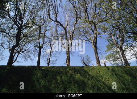 Lucca, le Mura, Toscana (Toskana), Italien Stockfoto