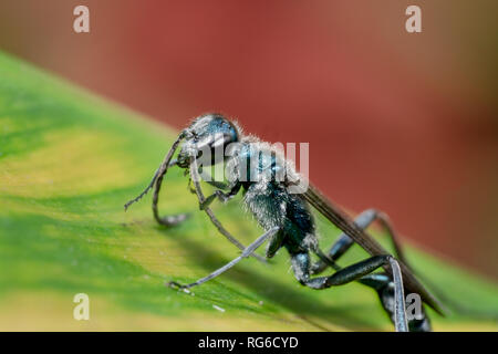 Blaue Schlamm dauber Blau metallic Arten von Schlamm dauber Wasp in Bali, Indonesien gefunden. Sparkly metallische Wasp sitzt auf einem grünen Blatt. Stockfoto