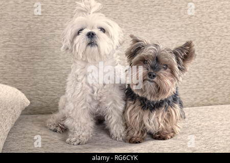Zwei süße Hunde weiße Malteser und Yorkshire Terrier auf einem Sofa zu Hause Stockfoto