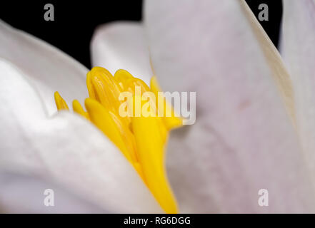 Leuchtende gelbe Staubbeutel einer Lotusblüte. Seitenansicht, durch die Blütenblätter mit glatten weißen Blütenblätter. Weiße und gelbe Blume machen es Pop. Stockfoto