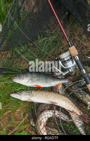 Süßwasser Barsch und Hecht Fische kennen als Esox lucius auf Kescher und Angelausrüstung. Angeln Konzept, Trophäe catch - große Süßwasser Barsch Stockfoto