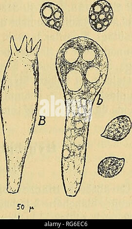 . Bulletin trimestriel de la SociÃ©tÃ© mycologique de France. Mykologie; Pilze, Pilze. 30 1 . Abbildung 1. Â A, Mycena epipterygia. Â Basides et Sporen; a, SPÖ © cimen du Jura; a', SPÖ © cimen du Calvados. B, M. viscosa, SPÖ © cimen de Boujeailles (Doubs), baside et Sporen; b, cystide. Hab. In caudicibus putrescentibus et in Humo silvarum acifoliarum 1. mixtarum. Obs.â Cette ESPÒ ¨ ce est Einrichtung Kriterien de Fassade § trÃ¨s reconnaissable par SecbÃ © tan, Sous Le nom d'Agaricus alcalinus viscosus, mais elle n'a rien à voir avec M. alcalina - (Fr.), dont l'Odeur, quoique Analog, est plus Forte. 11 est Probable que Stockfoto