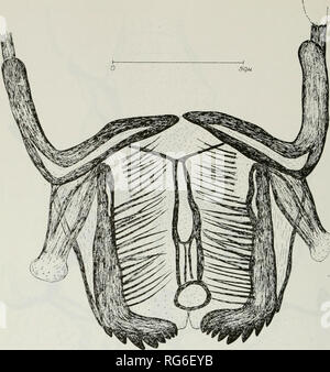 . Bulletins der amerikanischen Paläontologie. 596 K.SCHULZ. Text-Bild 7. - Hcterocypris Salina (Brady), 1862) - Unterlippe.. Bitte beachten Sie, dass diese Bilder sind von der gescannten Seite Bilder, die digital für die Lesbarkeit verbessert haben mögen - Färbung und Aussehen dieser Abbildungen können nicht perfekt dem Original ähneln. extrahiert. Paläontologische Forschung Institution (Ithaca, N.Y.); Columbia University. Ithaca, N.Y., paläontologische Forschung Institution [etc. ] Stockfoto