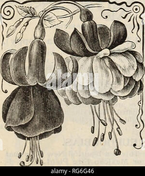 . Der Bauernhof jährliche Burpee austauschen. Baumschulen Pennsylvania Philadelphia Kataloge Kataloge; Blumen; Gemüse; Samen Kataloge Kataloge; W. Atlee Burpee Folgendes unternehmen; Baumschulen; Blumen; Gemüse; Samen. MYOSOTIS (Vergessen=me=Nicht). Diese bekannten Garten Favoriten gelingen am besten in feuchten, schattigen Situationen, sondern Wachsen und Blühen in fast jeder Blume und, frei Blüte, die aus Saatgut der ersten Sommer. Pro PCK. Palustris. Die wahre Marsh Forget-me-Not, 5 Alpestris. Blau, Zwerg, reichblühend, 5 Alpestris Alba. Weiß; Höhe 15 cm, ... 5 Semperflorens. Ein Zwerg, blaue Varietät, 10 Eliza Fonrobert. Die Stockfoto