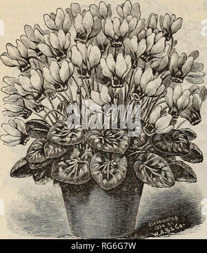 . Der Bauernhof jährliche Burpee austauschen. Baumschulen Pennsylvania Philadelphia Kataloge Kataloge; Blumen; Gemüse; Samen Kataloge Kataloge; W. Atlee Burpee Folgendes unternehmen; Baumschulen; Blumen; Gemüse; Samen. 150 W. ATLEE BURPEE FOLGENDES &Amp; CO., Philadelphia. CYCLAMEN PERSICUM. Cyclamen. Begeisterten Bewunderern erklären, dass diese herrliche, bauchigen verwurzelte Pflanzen mehr seltene Schönheit der Form, Laub besitzen, und Blume als jede andere Klasse außerhalb der Orchideen. C. Persicum (Persisch) repräsentiert den höchsten Stand der Pro-fection auf die Cyclamen gebracht wurden. Der einzige praktische Weg, um sie zu wachsen ist aus Samen, die Stockfoto