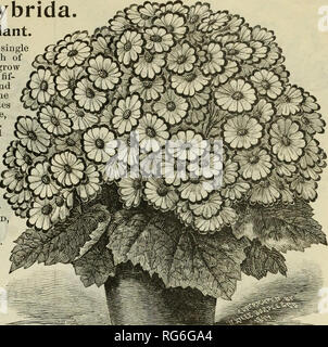 . Der Bauernhof jährliche Burpee austauschen. Baumschulen Pennsylvania Philadelphia Kataloge Kataloge; Blumen; Gemüse; Samen Kataloge Kataloge; W. Atlee Burpee Folgendes unternehmen; Baumschulen; Blumen; Gemüse; Samen. FORDHOOK BLUMENSAMEN. 149 ZINERARIE Hybrida. Die auffällige Zimmerpflanze. Wie wird er durch die Abbildung von einer einzigen Pflanze gesehen, die zinerarie ist ein Wunder für Reichtum von Bloom und Symmetrie ot bilden. Die Pflanzen wachsen ungefähr so breit wie sie hoch sind, - die Mittelung fif - jugendlich Zoll, - kreisrunde Form, und ganz mit leuchtenden Blüten bedeckt. Die reiche und lebendige Farben Palette durch alle Schattierungen von lig Stockfoto