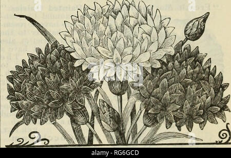 . Der Bauernhof jährliche Burpee austauschen. Baumschulen Pennsylvania Philadelphia Kataloge Kataloge; Blumen; Gemüse; Samen Kataloge Kataloge; W. Atlee Burpee Folgendes unternehmen; Baumschulen; Blumen; Gemüse; Samen. Pro große pkt. 10 cts.; 3 pkts. Für 25 cts.;. CANDYTUFT, Kaiserin gemischt. Einschließlich der oben genannten Sorten. Pro Unze. 20 cts. Neue DOPPELTE MAIS-Flasche. CENTAUREA (Mais = Flasche). Die BINE-Flasche, oder ein Bachelor", ist eine der attraktivsten aller hardy Jahrbücher, die anmutige Schönheit der altmodischen Blumen universell bewundert. Ein robustes jährliches Wachstum der einfachste, und Blumen frei und kontinuierlich Stockfoto