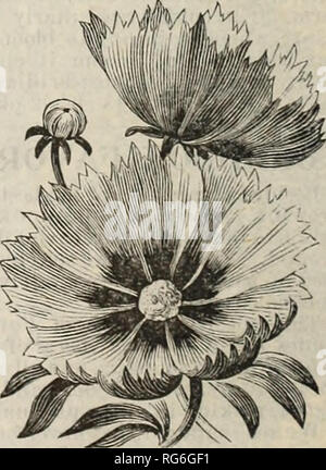 . Der Bauernhof jährliche Burpee austauschen. Baumschulen Pennsylvania Philadelphia Kataloge Kataloge; Blumen; Gemüse; Samen Kataloge Kataloge; W. Atlee Burpee Folgendes unternehmen; Baumschulen; Blumen; Gemüse; Samen. byWAB. Wird eine einzelne Blume von CALCEOLARIA HYBRIDA. CALCEOLARIA HYBRIDA. Für den Anbau in Haus und Wintergarten diese wunderschönen Blumen, wie sie von den meisten auffällige im Anbau geschätzt werden. Die Pflanzen wachsen rund und formschöne, zwölf bis achtzehn Zoll hoch, und für drei Monate sind cov-Tätseinbußen mit Hunderten von einzigartigen Tasche - wie Blumen. Die Farben und die Markierungen sind sehr reich und vielfältig, einschließlich der Stockfoto