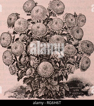 . Der Bauernhof jährliche Burpee austauschen. Baumschulen Pennsylvania Philadelphia Kataloge Kataloge; Blumen; Gemüse; Samen Kataloge Kataloge; W. Atlee Burpee Folgendes unternehmen; Baumschulen; Blumen; Gemüse; Samen. Eine einzelne Pflanze des Kometen ASTER. Neue COMET ASTERN. Als nun entwickelt, diese herrliche neue Stamm Astern Kaninchen vollkommen richtig Charakter haben; die Pflanzen, zwölf bis 15 Zoll hoch, bilden regelmäßige Pyramiden vollständig bedeckt mit herrlichen, großen, gefüllten Blüten, der eine intensive künstlerische Schönheit. Die Abbildung zeigt, wie eng die schönen Blumen, mit ihren Ar-tistically gekrümmte aud twisted Blütenblätter Stockfoto