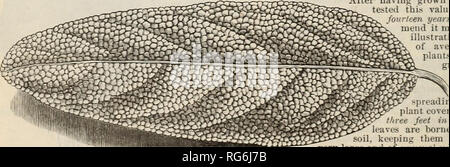 . Der Bauernhof jährliche Burpee austauschen. Baumschulen Pennsylvania Philadelphia Kataloge Kataloge; Blumen; Gemüse; Samen Kataloge Kataloge; W. Atlee Burpee Folgendes unternehmen; Baumschulen; Blumen; Gemüse; Samen. Die BURPEE FOLGENDES VERBESSERT VIOLETT = TOP GELB RUTA BAQA. Dieses prächtige Schwede, das Ergebnis einer umsichtigen Se-lection, ist die Robuststen, produktivsten und Nahrhaftesten Vielfalt in Cul-Tivation. Es ist eine große lila-gelb va-riety; Form leicht länglich, mit einem Tipp-Root, frei von grobheit der Hals und der Einheitlichkeit des Ernteguts und halten - ing Qualitäten ist besser als alle anderen Schweden. Es Produ Stockfoto