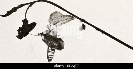 . Schmetterlinge und Motten zu Hause: 60 Fotografien aus der Natur. Schmetterlinge und Motten. Ich 6. Die life-history der Zitronenfalter. Platte 5 (Gonepteryx rhamni) am 26. Juli. 8-10 Uhr, wenn zuerst die Imago ergibt sich aus der Puppe, seine Flügel sind klein und den Notbetrieb. Bitte beachten Sie, dass diese Bilder sind von der gescannten Seite Bilder, die digital für die Lesbarkeit verbessert haben mögen - Färbung und Aussehen dieser Abbildungen können nicht perfekt dem Original ähneln. extrahiert. Forrester, Alexander, d. 1787. London: Gowans &Amp; Grau Stockfoto