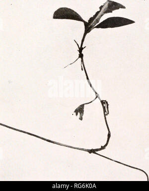 . Schmetterlinge und Motten zu Hause: 60 Fotografien aus der Natur. Schmetterlinge und Motten. Die life-history eines weißen Admiral Schmetterling. Platte 2 (Limenitis sibylld) April 21 Das geißblatt Knospen in jetzt erweitert die Raupe verlässt seine Winterresidenz. Er ernährt, aber, vor allem bei Nacht, vorbei an den Tag auf dem Stamm, wie hier gezeigt. Bitte beachten Sie, dass diese Bilder sind von der gescannten Seite Bilder, die digital für die Lesbarkeit verbessert haben mögen - Färbung und Aussehen dieser Abbildungen können nicht perfekt dem Original ähneln. extrahiert. Forrester, Alexander, d. 1787. London Stockfoto