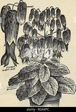 . Der Bauernhof jährliche Burpee austauschen. Baumschulen Pennsylvania Philadelphia Pennsylvania Kataloge Kataloge; Blumen; Gemüse; Samen von Pennsylvania Pennsylvania Kataloge Kataloge. BEGONIASâFlowering Sorten. âDesirable sowohl für die Schönheit ihrer Blüten und ihr Laub; sie erfordern eine warme Temperatur, sondern sind leicht gewachsen und völlig frei von Schadinsekten. Sie sind Konstante bloomers, die Blumen hell und anmutig in erscheinen. Preis 15 cts. jede oder jede 8 Pflanzen für $ 1,00. AlhaPicta. Anmutige pyramidenförmigen Wachstum mit hängenden Cluster von weißen Blüten bedeckt. Die glänzende Blätter sind übersät mit Stockfoto