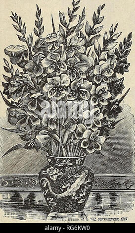 . Der Bauernhof jährliche Burpee austauschen. Baumschulen Pennsylvania Philadelphia Pennsylvania Kataloge Kataloge; Blumen; Gemüse; Samen von Pennsylvania Pennsylvania Kataloge Kataloge. 136 W. ATLEE BURPEE FOLGENDES &Amp; CO., Philadelphia. Spezielle GÜNSTIGE ANGEBOT VON M SHOWI MITTE GLADIOLEN. Für massing oder Gruppierung der fünf genannten Gladiolen unten beschrieben gefunden wird, sehr effektiv und auffällig werden, während Sie auch feine Spitzen von Bloom für Schnittblumen liefern. Die Vorteile eines riesigen Lager bieten wir diese fünf Auffällige gladiolen an der beispiellos niedrigen Preis benannt (in Partien von nicht weniger als fünf) von 2 cts. Jeder, oder $ 1,75 pro 100; Stockfoto